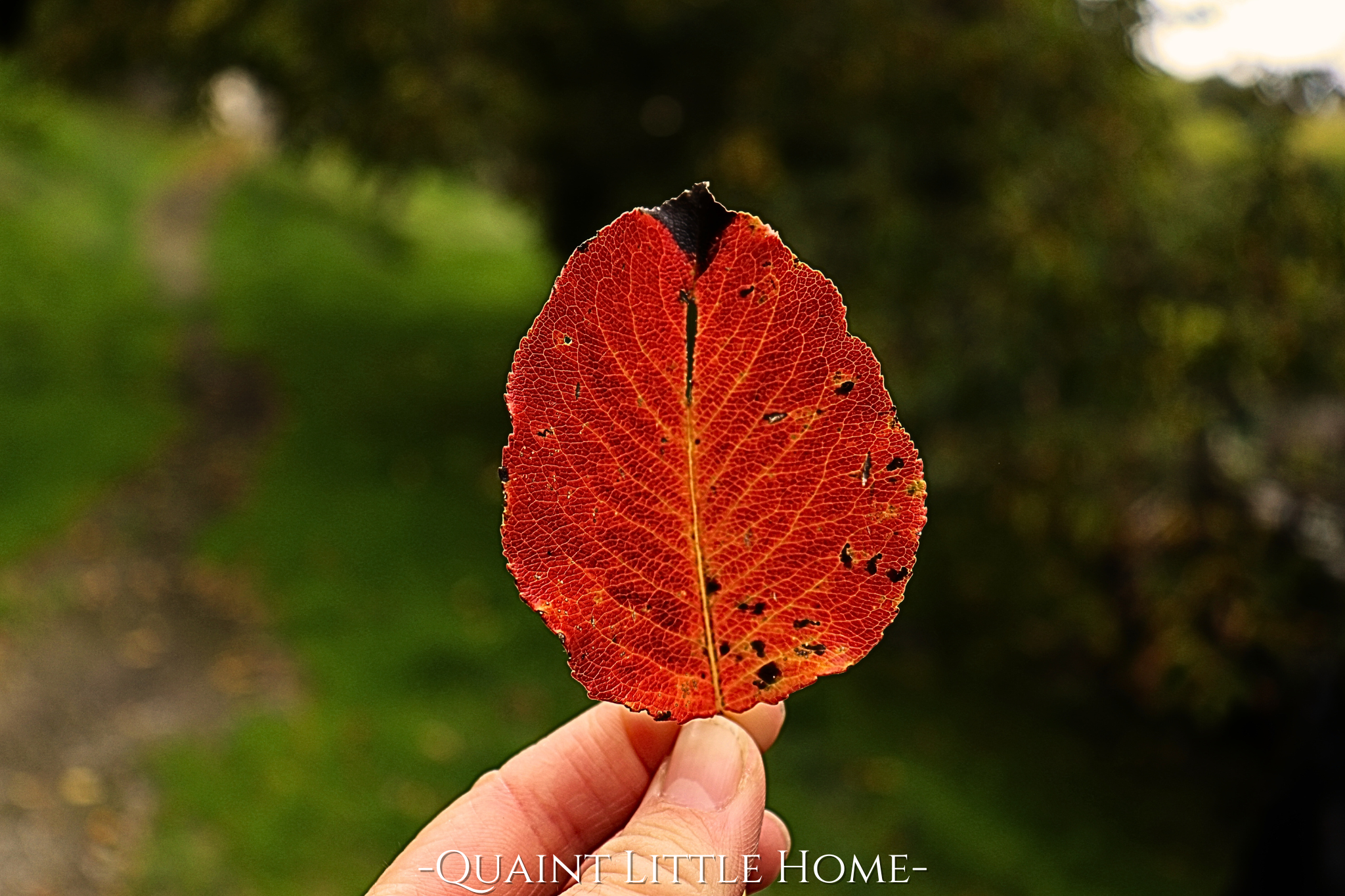 Bucket List Οκτωβρίου: 10 Cozy Πράγματα που Πρέπει να Κάνετε τον Οκτώβριο